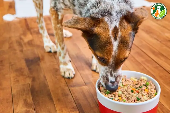 Đảm Bảo Dinh Dưỡng Cho Chó