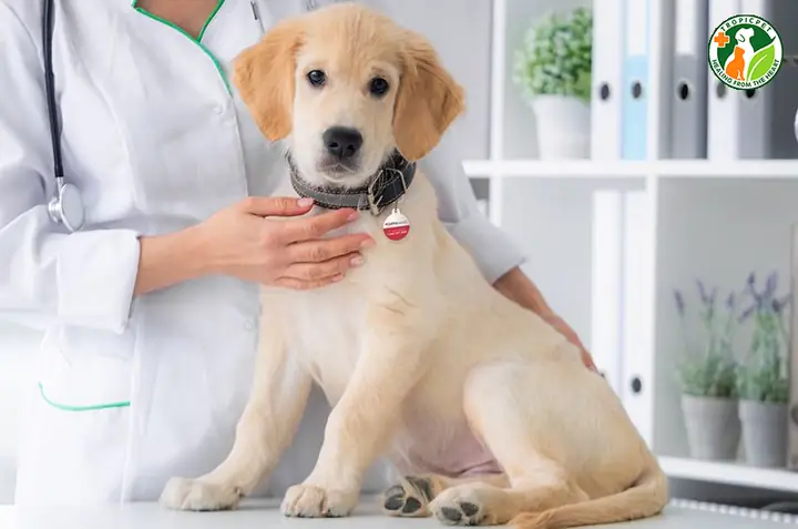 Tầm Soát Sức Khỏe Của Chó