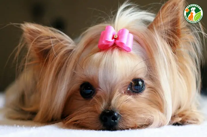 Biểu Hiện Chó Cái Đã Sẵn Sàng Phối Giống