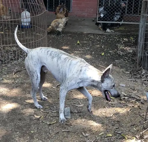 Bạch Ho Hn Bạch Ho Hn