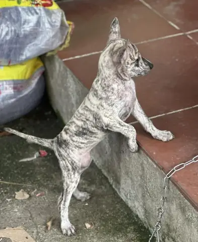 Chó Phú Quốc Bạch Hổ Là Loai Chó Được Nhiều Người Săn Tìm Nhất Tại Việt Nam. Chó Phú Quốc Bạch Hổ Là Loai Chó Được Nhiều Người Săn Tìm Nhất Tại Việt Nam.