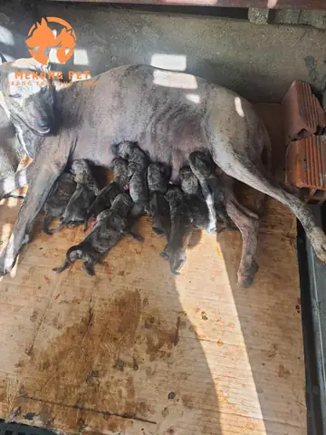 Chó Phú Quốc Mấy Tháng Thì Đẻ, Có Dể Nuôi Sinh Sản Hay Không?