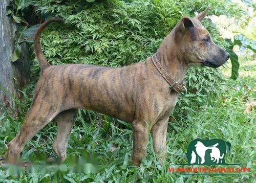 Phân Loại Chó Phú Quốc Vện