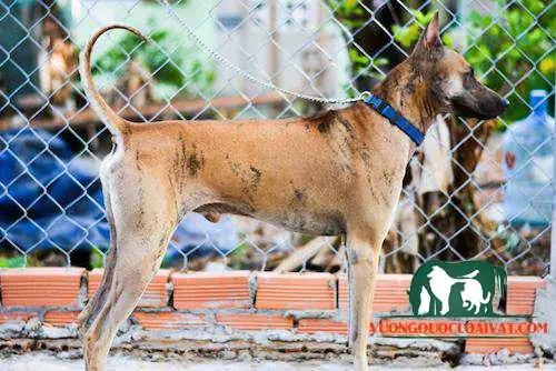 Giá Bán Chó Vện Phú Quốc