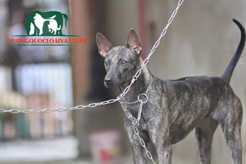 Tìm Hiểu Chung Về Chó Vện Phú Quốc