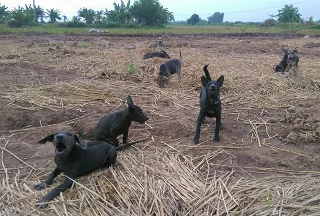 Chó Phú Quốc Hải Phòng Chó Phú Quốc Hải Phòng