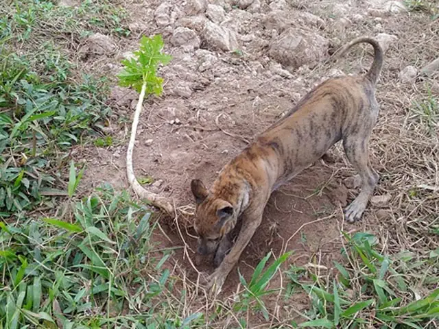 Chó Phú Quốc Hải Phòng Chó Phú Quốc Hải Phòng