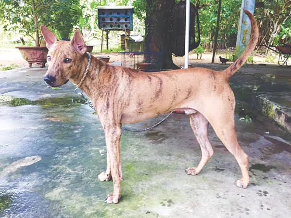 Săn Giỏi Như Chó Phú Quốc