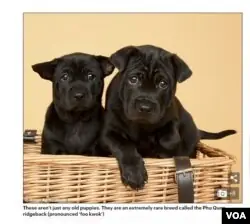 Hai Chú Phú Quốc Con Của Catherine Lane Với Tai Và Đuôi Có Triển Vọng Sẽ Đúng Chuẩn Khi Lớn Lên (hình: Trích Xuất Từ Dailymail.co.uk)