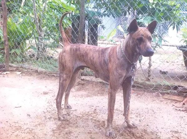 Chó Phú Quốc Có Con Giá Lên Đến 100 Triệu Đồng