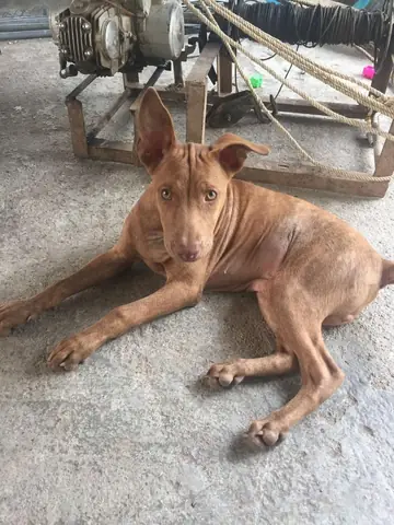 Chó Phú Quốc Lai Pitbull
