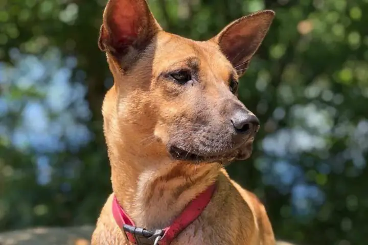 Chó Phốc Lai Chó Phú Quốc Chó Phốc Lai Chó Phú Quốc