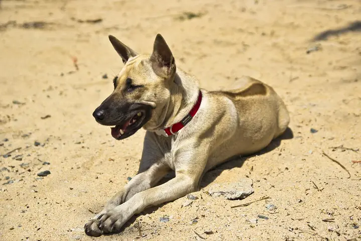 Cách Nuôi Và Chăm Sóc Giống Chó Phú Quốc Cách Nuôi Và Chăm Sóc Giống Chó Phú Quốc