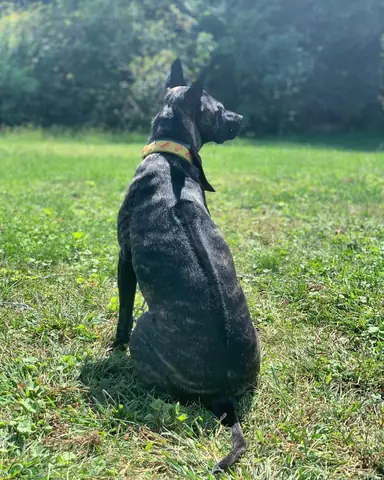 Chó Phú Quốc Là Giống Chó Cực Kì Thông Minh