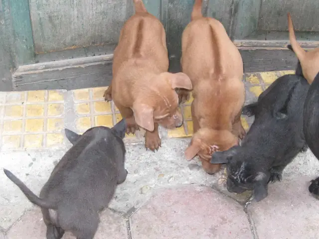 Yếu Tố Lông Xoáy