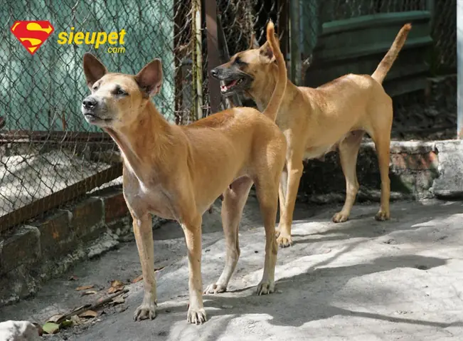 Cách Chăm Sóc Chó Phú Quốc Trưởng Thành