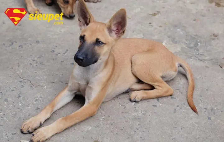 Yếu Tố Ảnh Hưởng Đến Cân Nặng