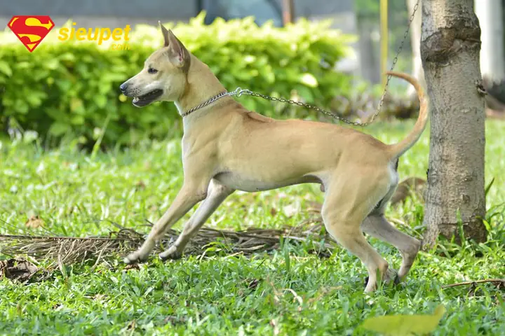 Đặc Điểm Thể Chất Chó Phú Quốc Trưởng Thành