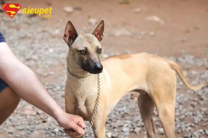 Chó Phú Quốc Trưởng Thành Nặng Bao Nhiêu? Cách Giữ Chuẩn Cân Nặng