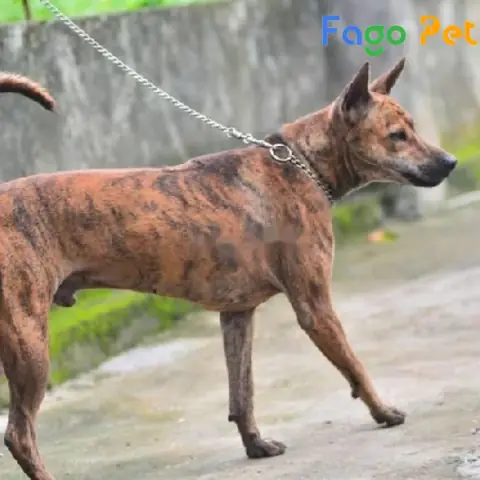 Đặc Điểm Ngoại Hình Của Giống Chó Phú Quốc Vện Cọp