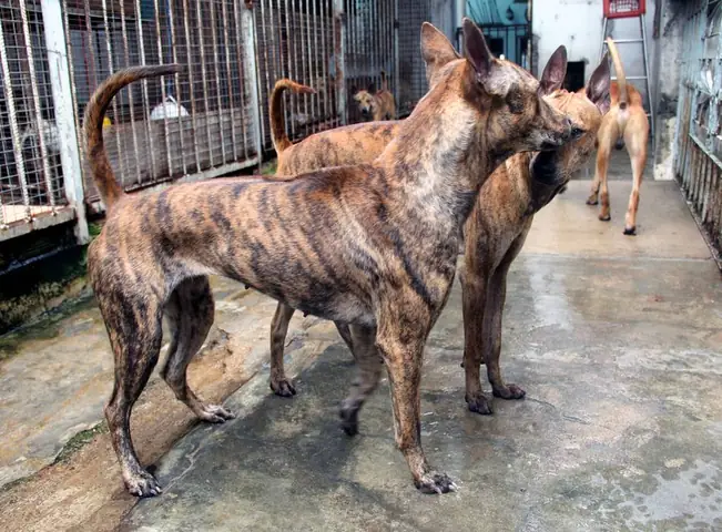 Đặc Điểm Của Chó Vện Phú Quốc