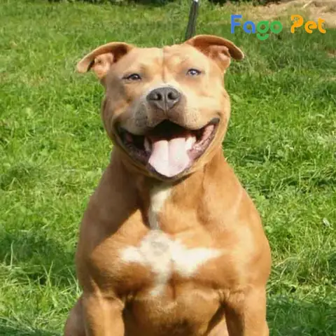 Chó American Staffordshire Terrier