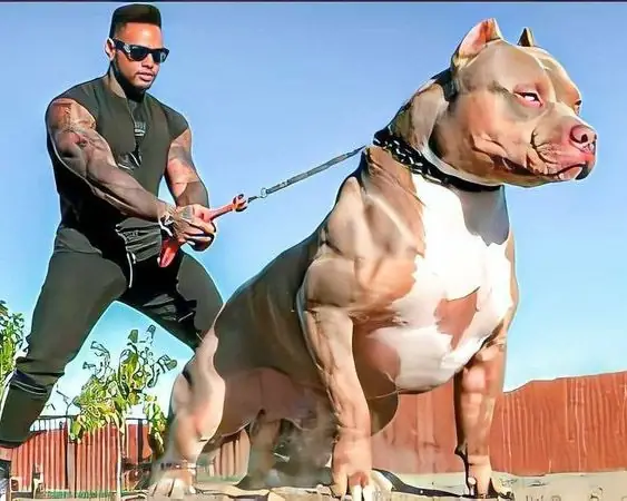 Chó Pitbull Tấn Công Người: Nguyên Nhân, Dấu Hiệu Nhận Biết Và Cách Phòng Tránh Chó Pitbull Tấn Công Người: Nguyên Nhân, Dấu Hiệu Nhận Biết Và Cách Phòng Tránh