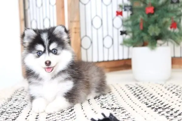 Cách Nuôi Dưỡng Chó Pomsky