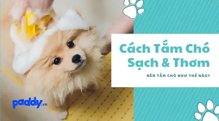 Hướng Dẫn Tắm Chó Poodle Đúng Cách Chuẩn Chuyên Gia Hướng Dẫn Tắm Chó Poodle Đúng Cách Chuẩn Chuyên Gia