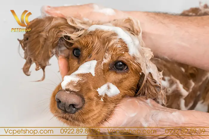 Chó Poodle Tắm Mấy Lần 1 Tuần – Kiến Thức Chăm Sóc Lông Poodle Cần Biết Chó Poodle Tắm Mấy Lần 1 Tuần – Kiến Thức Chăm Sóc Lông Poodle Cần Biết