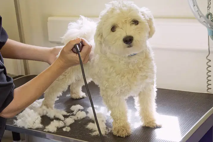 Cắt Tỉa Lông Định Kỳ Cho Poodle