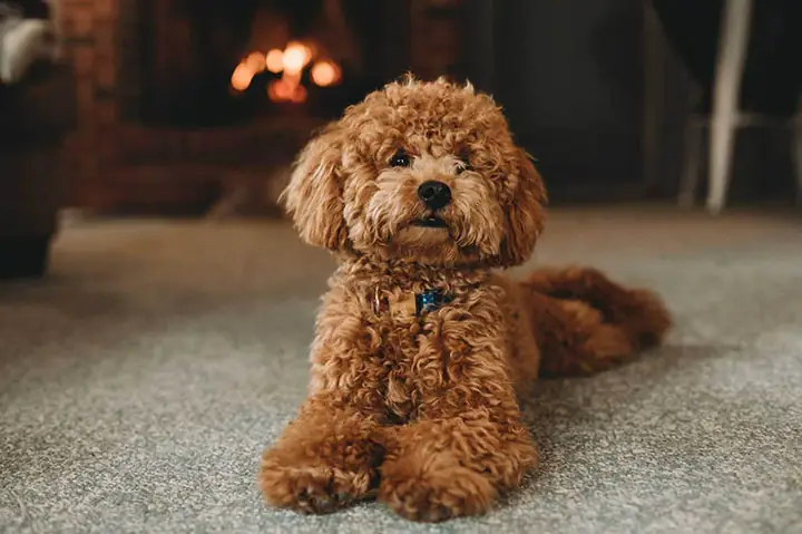 Cách Gỡ Rối Lông Chó Poodle Đơn Giản Nhất