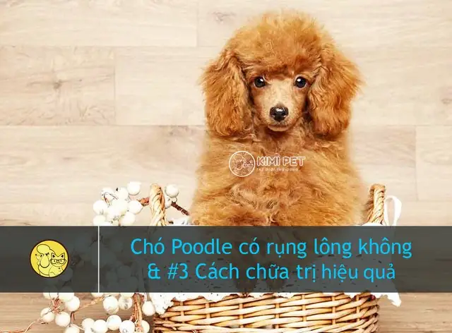 Chó Poodle Bị Rụng Lông Có Sao Không & Chữa Trị Thế Nào?