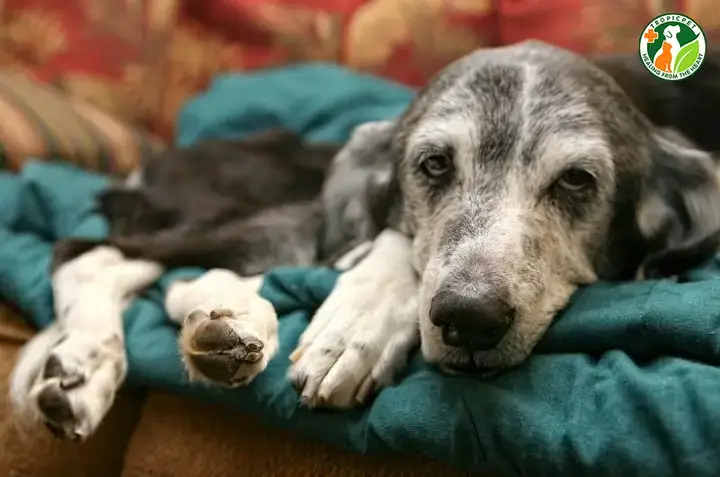 Triệu Chứng Đi Kèm Khi Chó Poodle Bị Tiêu Chảy Ra Máu