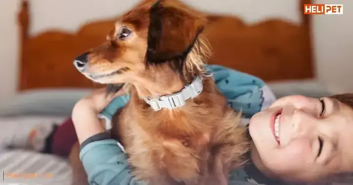 Tác Hại Của Ve Rận Đối Với Chó Poodle