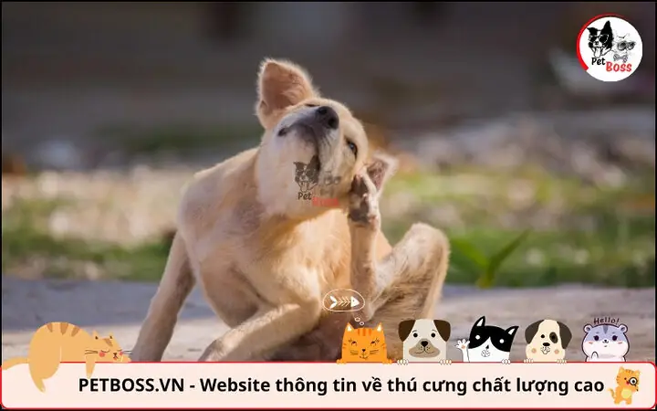 Thay Đổi Hành Vi: Tín Hiệu Khẩn Cấp Từ Poodle Của Bạn Thay Đổi Hành Vi: Tín Hiệu Khẩn Cấp Từ Poodle Của Bạn