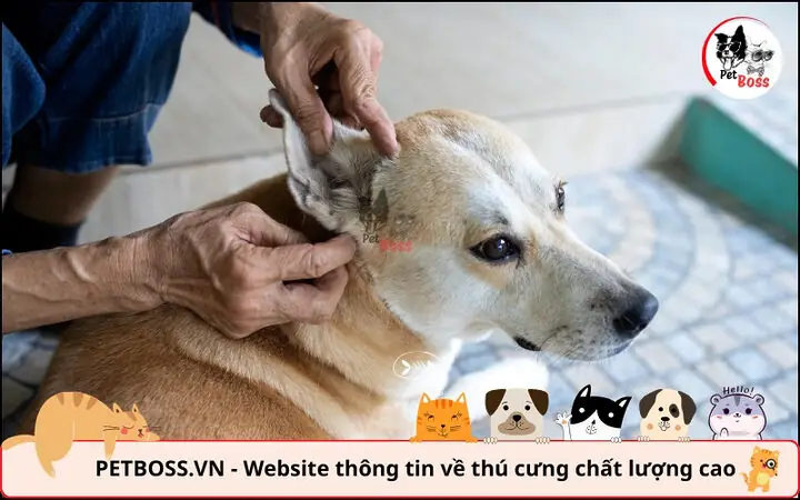 Kiểm Tra Tai Hàng Tuần Và Dinh Dưỡng Hỗ Trợ Hệ Miễn Dịch Kiểm Tra Tai Hàng Tuần Và Dinh Dưỡng Hỗ Trợ Hệ Miễn Dịch