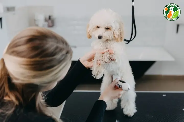 Có Nên Cạo Lông Máu Cho Poodle?