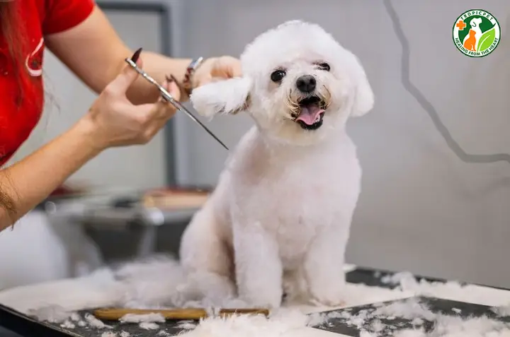 Quy Trình Cạo Lông Máu Cho Poodle
