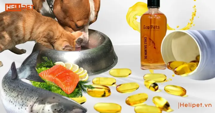 Chó Ăn Dầu Cá Được Không? Chó Ăn Dầu Cá Được Không?