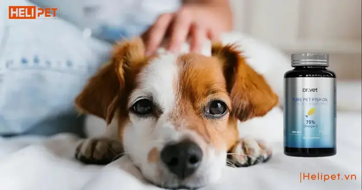 1viên Dầu Cá Cho Chó Mèo Dr.vet 1viên Dầu Cá Cho Chó Mèo Dr.vet