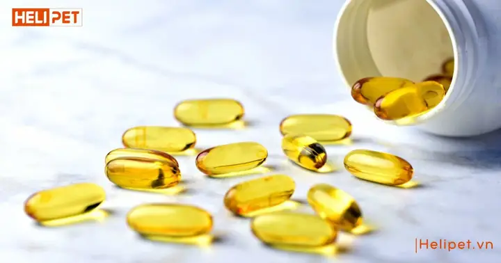 Chó Uống Dầu Cá Của Người Được Không? Chó Uống Dầu Cá Của Người Được Không?