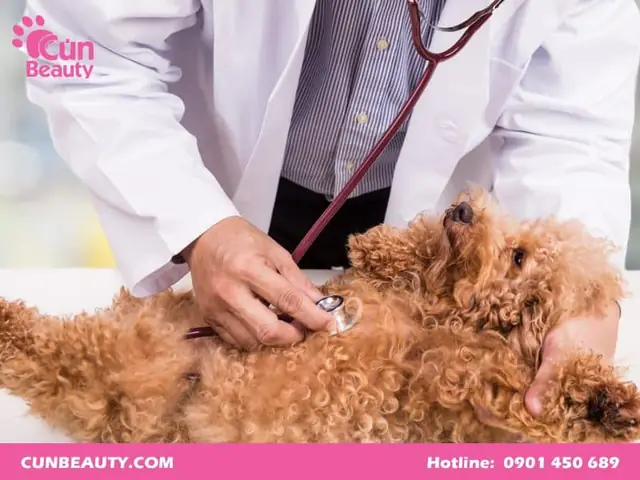 Chó Poodle Có Bị Dại Không?