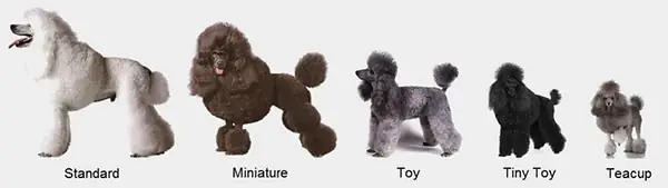 Khái Quát Về Giống Chó Poodle. Khái Quát Về Giống Chó Poodle.
