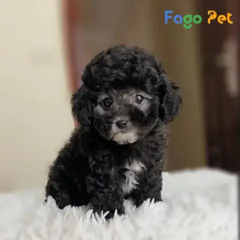 Kinh Nghiệm Chăm Sóc Chó Poodle Đen
