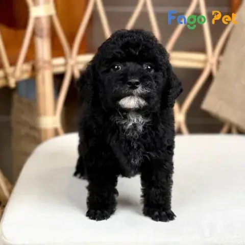 Chó Poodle Đen: Giới Thiệu Tổng Quan