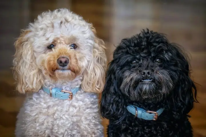 Đánh Giá Và Phản Hồi Từ Người Nuôi Chó Poodle Đen