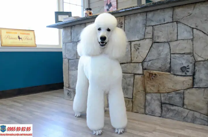 Chó Poodle Màu Trắng Chó Poodle Màu Trắng