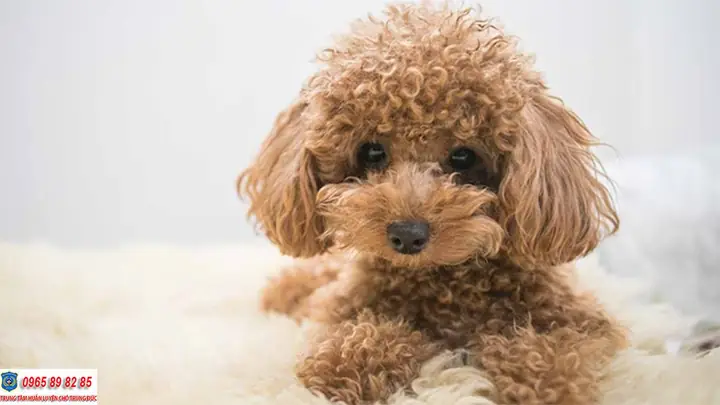 Chó Poodle Màu Nào Đẹp Nhất? Chó Poodle Màu Nào Đẹp Nhất?