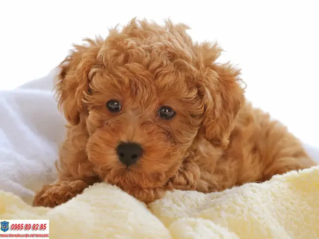 Chó Poodle Màu Nâu Đỏ Chó Poodle Màu Nâu Đỏ